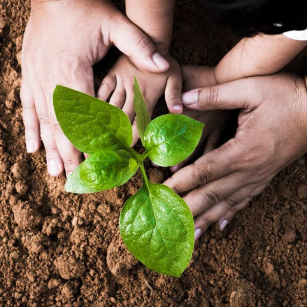 A parent and child's hands around a planted seedling