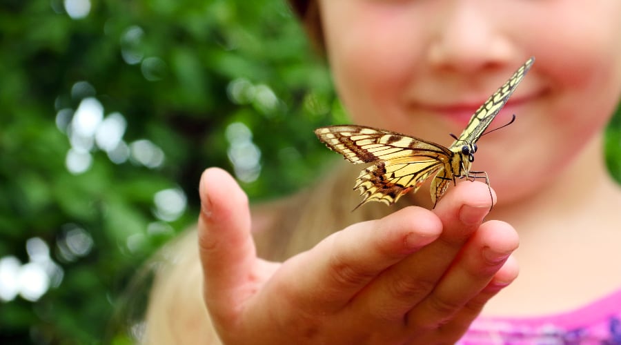 A butterfly sits on a girl's open hand